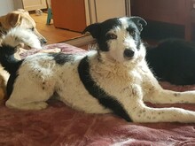 WENDY, Hund, Mischlingshund in Rumänien - Bild 4