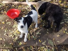 WENDY, Hund, Mischlingshund in Rumänien - Bild 44