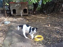 WENDY, Hund, Mischlingshund in Rumänien - Bild 45