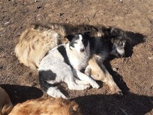 WENDY, Hund, Mischlingshund in Rumänien - Bild 7