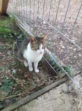 KATERCHEN3, Katze, Hauskatze in Rumänien - Bild 8