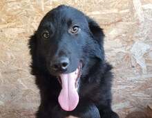 NINO, Hund, Mischlingshund in Rumänien - Bild 1