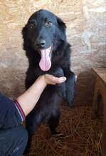 NINO, Hund, Mischlingshund in Rumänien - Bild 3