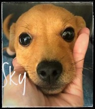 SKY, Hund, Mischlingshund in Rumänien - Bild 2
