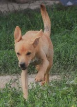 SKY, Hund, Mischlingshund in Rumänien - Bild 3