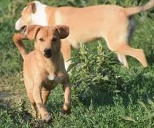 SKY, Hund, Mischlingshund in Rumänien - Bild 4