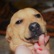 SKY, Hund, Mischlingshund in Rumänien - Bild 9