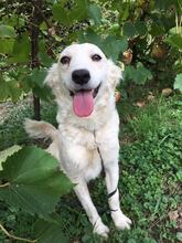LOLY, Hund, Mischlingshund in Bosnien und Herzegowina - Bild 1