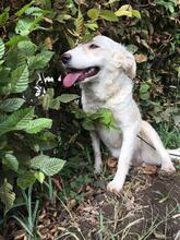 LOLY, Hund, Mischlingshund in Bosnien und Herzegowina - Bild 3