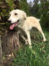LOLY, Hund, Mischlingshund in Bosnien und Herzegowina - Bild 4