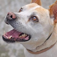 PIPPO, Hund, Mischlingshund in Italien - Bild 1