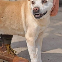 PIPPO, Hund, Mischlingshund in Italien - Bild 3