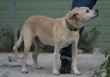 PIPPO, Hund, Mischlingshund in Italien - Bild 4