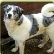 GUFY, Hund, Mischlingshund in Rumänien - Bild 2