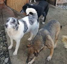 GUFY, Hund, Mischlingshund in Rumänien - Bild 3