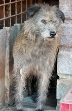 LOLA, Hund, Mischlingshund in Rumänien - Bild 1
