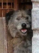 LOLA, Hund, Mischlingshund in Rumänien - Bild 2