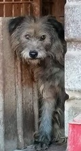 LOLA, Hund, Mischlingshund in Rumänien - Bild 3