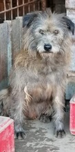 LOLA, Hund, Mischlingshund in Rumänien - Bild 4