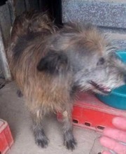 LOLA, Hund, Mischlingshund in Rumänien - Bild 6