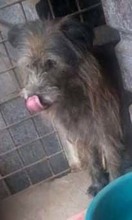 LOLA, Hund, Mischlingshund in Rumänien - Bild 7