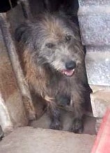 LOLA, Hund, Mischlingshund in Rumänien - Bild 8