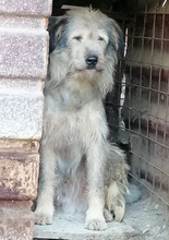 ALDO, Hund, Mischlingshund in Rumänien - Bild 1