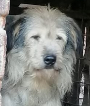 ALDO, Hund, Mischlingshund in Rumänien - Bild 2