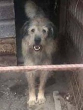 ALDO, Hund, Mischlingshund in Rumänien - Bild 3