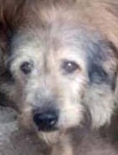 ALDO, Hund, Mischlingshund in Rumänien - Bild 4
