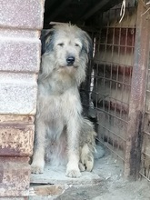 ALDO, Hund, Mischlingshund in Rumänien - Bild 5