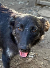 LUPA, Hund, Mischlingshund in Rumänien - Bild 2