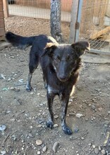 LUPA, Hund, Mischlingshund in Rumänien - Bild 3