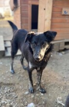 LUPA, Hund, Mischlingshund in Rumänien - Bild 4