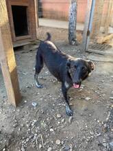 LUPA, Hund, Mischlingshund in Rumänien - Bild 5
