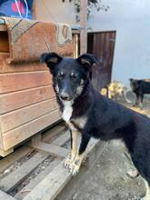 LUPINA, Hund, Mischlingshund in Rumänien - Bild 4