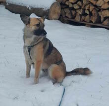 ALMA, Hund, Mischlingshund in Rumänien - Bild 8