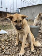 JACKY, Hund, Mischlingshund in Rumänien - Bild 10