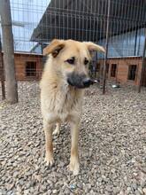 JACKY, Hund, Mischlingshund in Rumänien - Bild 11