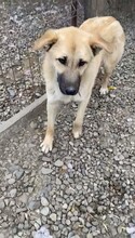JACKY, Hund, Mischlingshund in Rumänien - Bild 12