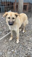 JACK, Hund, Mischlingshund in Rumänien - Bild 2