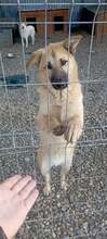 JACKY, Hund, Mischlingshund in Rumänien - Bild 3