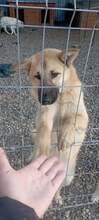 JACKY, Hund, Mischlingshund in Rumänien - Bild 4