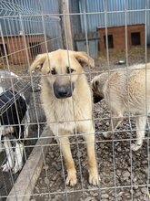 JACKY, Hund, Mischlingshund in Rumänien - Bild 7