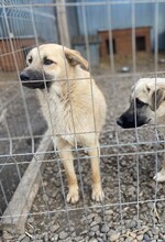 JACKY, Hund, Mischlingshund in Rumänien - Bild 8