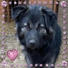 LOTTCHEN, Hund, Mischlingshund in Rumänien - Bild 10