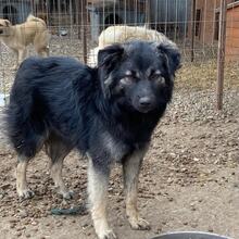 LOTTCHEN, Hund, Mischlingshund in Rumänien - Bild 11