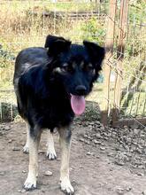 LOTTCHEN, Hund, Mischlingshund in Rumänien - Bild 3