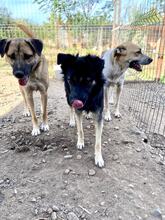 LOTTCHEN, Hund, Mischlingshund in Rumänien - Bild 5