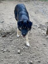 LOTTCHEN, Hund, Mischlingshund in Rumänien - Bild 6